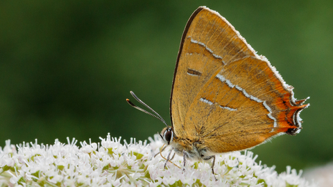 Brown hairstreak butterfly feeding on cream coloured umbel flowers by Jill Orme