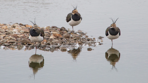 Three lapwing sitting with their heads tucked under their wings by Catharine Jarvis