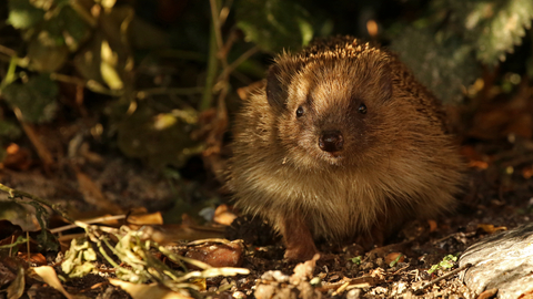 Hedgehog in undergrowth in evening light by Wendy Carter