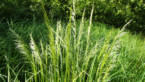 Tufted hair-grass flowerheads with more grasses and shrubs in the background