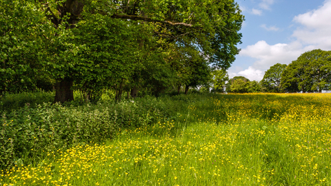 Trees on the left side next to a field with lots of yellow buttercups that stretches away to more trees in the distance; there's a blue sky with fluffy clouds in it.