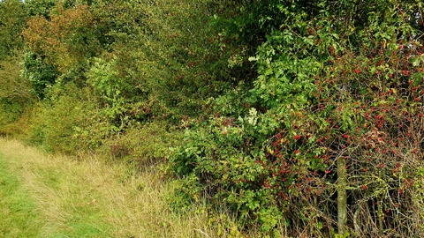 A hedgerow at Green Farm with berries in the foreground hedge and the start of changing colours of leaves further along by Paul Lane