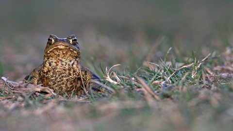 Common toad on grass, facing the camera 