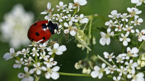 7-spot ladybird (red beetle with black spots on wing cases) sitting amongst frothy creamy flowers of cow parsley