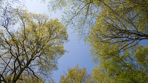 Looking up to a blue sky through towering trees by Paul Lane