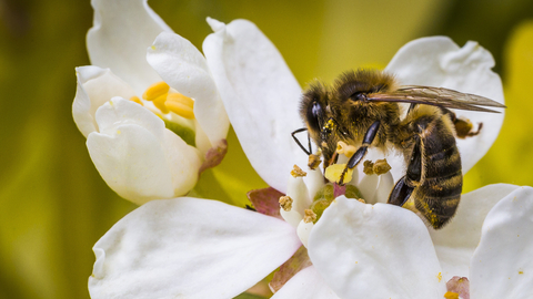 Honey bee feeding on a white flower