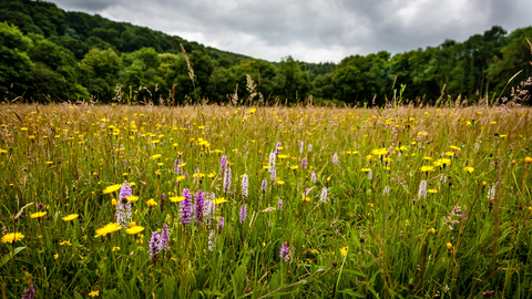 Big Meadow at The Knapp & Papermill