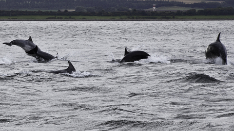 Five bottlenose dolphins playing in the sea, jumping out of water