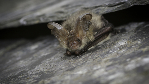 Brown long-eared bat between two roof tiles by Tom Marshall
