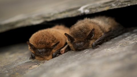 Two common pipistrelle bats between roof tiles by Tom Marshall