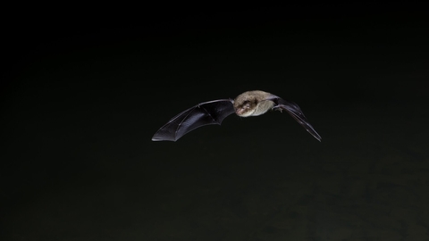 Daubenton's bat in flight by Dale Sutton/2020VISION