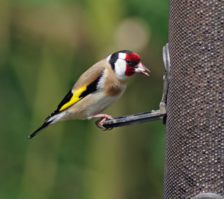 Goldfinch on feeder by Gillian Day