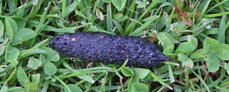 Hedgehog poo by Wendy Carter