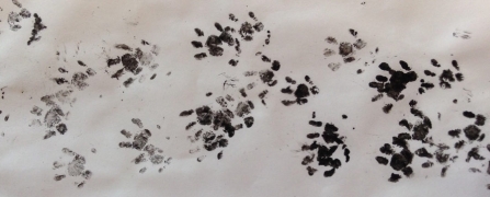 Hedgehog prints by Warwickshire Wildlife Trust