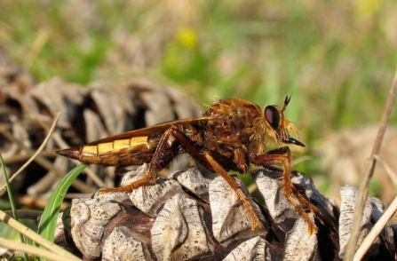 Hornet robberfly by Rosemary Winnall