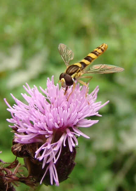 Hoverfly on knapweed CREDIT Steve Bloomfield