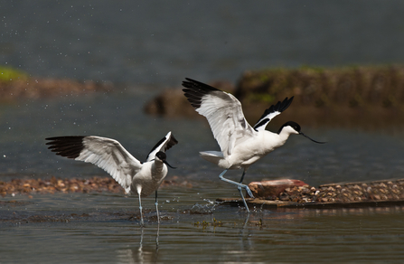 Avocets at Upton Warren by Bob Tunstall