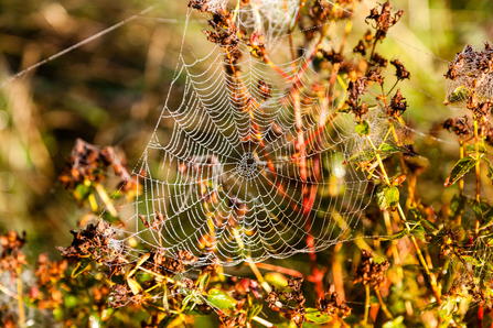 Cobweb in autumn by Paul Lane