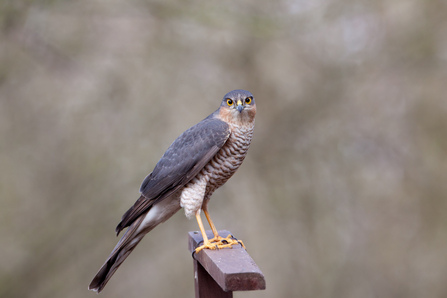 Sparrowhawk looking at the camera