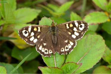 Speckled wood butterfly perched on leaf by Gary Palmer