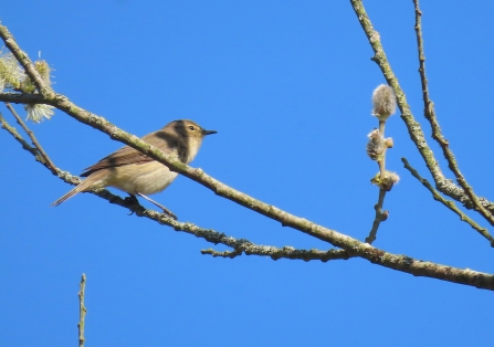 Chiffchaff sitting in a willow tree by Rosemary Winnall