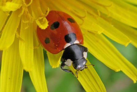 7 spot ladybird on a yellow flower by Rachel Scopes