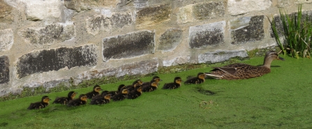 Mallard with ducklings following her by Jean Young