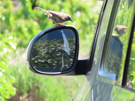 Dunnock sitting on car mirror by Rosemary Winnall