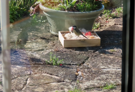 Great tit with wool for nesting material in its beak by Rosemary Winnall