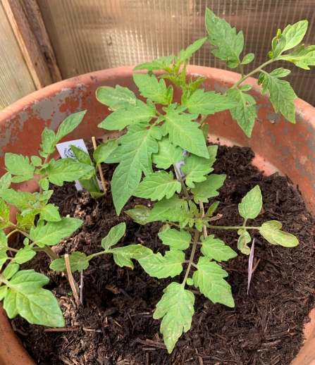 Leaves of a tomato plant by Anne Williams