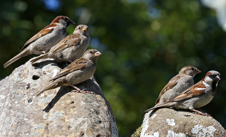 Five house sparrows (male and female) sitting on a wall by Wendy Carter