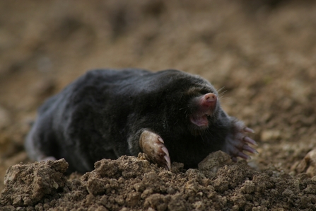 Mole on soil by Steve Bottom