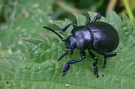 Bloody-nosed beetle (black beetle with a rounded body, 'beaded' antennae and the outline of yellow under its feet) by Wendy Carter