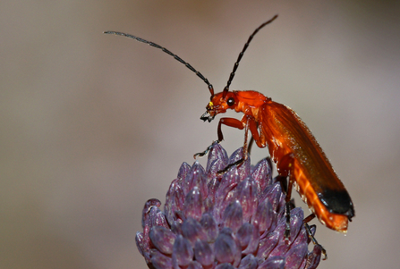 Common soldier beetle looking at the camera (mainly red/orange body with dark tips to wing cases and long antennae) by Wendy Carter