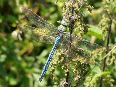 Emperor dragonfly (mainly blue body with black line along middle of abdomen) hanging on nettle stem by Mike Averill