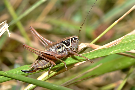 Roesel's bush-cricket by Gary Farmer