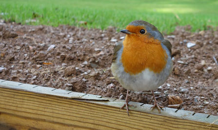 Robin (a bird with a red breast, edged with grey, and brown wings) by Wendy Carter