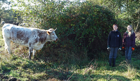 Longhorn cattle on the right hand side and two women on the left side of the photo by Iain Turbin