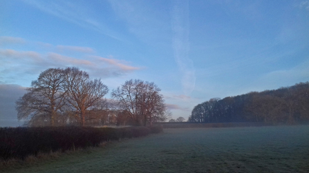 Green Farm at dawn - field, hedges and trees with a blue sky and mist by Dominique Cragg