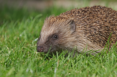 Hedgehog (mammal with long snout and a body covered with brown/cream spines) on a lawn by Wendy Carter