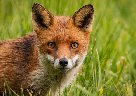 Fox (Vulpes vulpes) - British Mammals - Woodland Trust