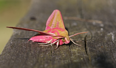 Elephant hawk-moth (large moth with pink and green markings) by Wendy Carter