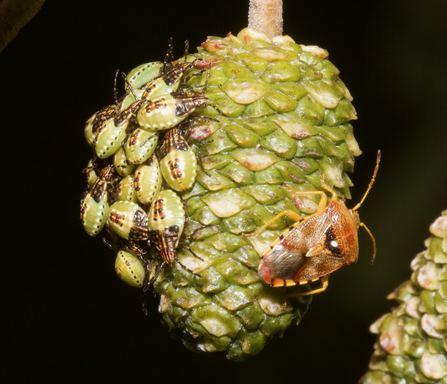 Parent bug and nymphs by Rosemary Winnall