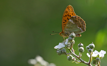 Silver-washed fritillary on bramble flower by Wendy Carter