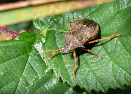 Spiked Shieldbug