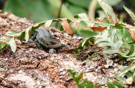 Common lizard peering from underneath a bracken frond by Ion Riley