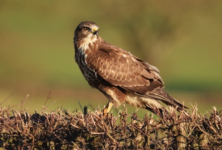 UK Raptors