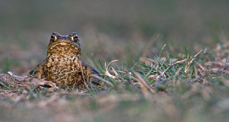 Common toad sitting on grass and facing the camera by Wendy Carter