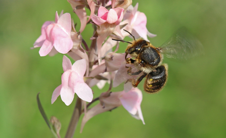 Largely dark bee, with hairs to side of thorax, hovering at and feeding from a pink flower by Wendy Carter