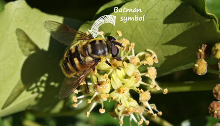 Black and yellow hoverfly with a 'Batman' symbol on the thorax